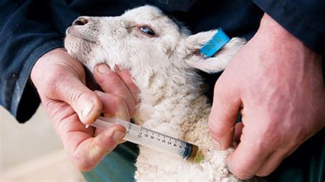 Engage them in mentally stimulating activities. . How to treat arthritis in sheep